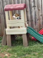 Bailey, a female German Shepherd Dog and American Pit Bull Terrier for sale in Orange, VA – Photo 4 of 4