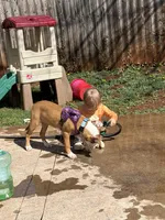 Bailey, a female German Shepherd Dog and American Pit Bull Terrier for sale in Orange, VA – Photo 3 of 4