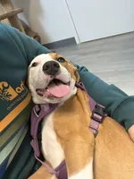 Bailey, a female German Shepherd Dog and American Pit Bull Terrier for sale in Orange, VA – Photo 2 of 4