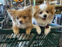 Capella, a female Pomeranian for sale in Garland, TX – 4 of 4