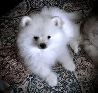Star, a male Pomeranian for sale in Garland, TX – 3 of 3