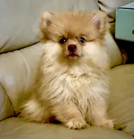 Capella, a female Pomeranian for sale in Garland, TX – 2 of 4