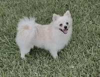 Star, a male Pomeranian for sale in Garland, TX – 2 of 3