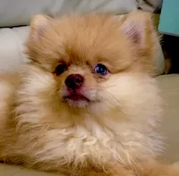 Capella, a female Pomeranian for sale in Garland, TX – 3 of 4