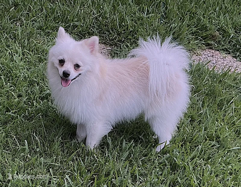Star – Pomeranian puppy for sale in Garland, TX