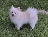 Star, a male Pomeranian for sale in Garland, TX – 1 of 3