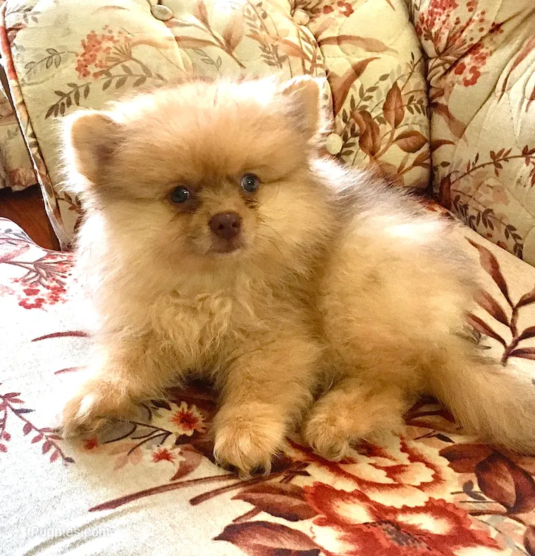 Capella – Pomeranian puppy for sale in Garland, TX