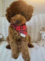 CHOCOLINA , a female Poodle - Toy  for sale in Maryland City, MD – Photo 2 of 3
