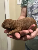 CHOCOLINA , a female Poodle - Toy  for sale in Maryland City, MD – Photo 3 of 3