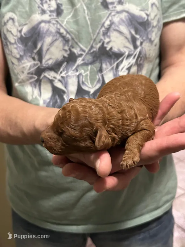 CHOCOLINA  – Poodle - Toy  puppy for sale in Maryland City, MD