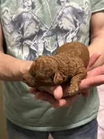 CHOCOLINA , a female Poodle - Toy  for sale in Maryland City, MD – Photo 1 of 3