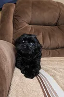 Pipo, a male Shih Tzu for sale in Miami, FL – 2 of 2