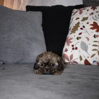 Canela, a female Shih Tzu for sale in Orlando, FL – Photo 5 of 5