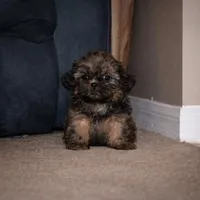 Canela, a female Shih Tzu for sale in Orlando, FL – Photo 1 of 5