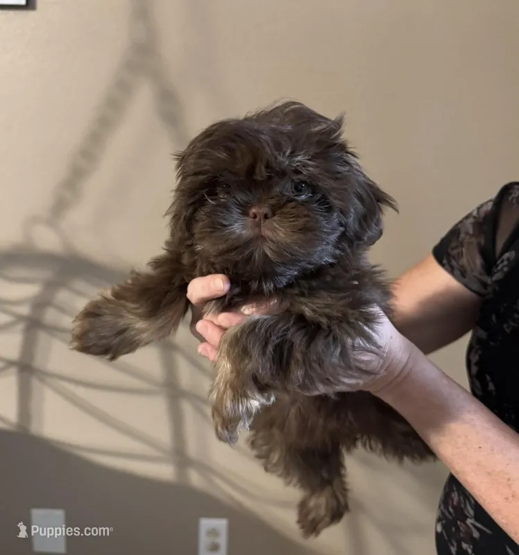 Browne, a female Shih Tzu for sale in Orlando, FL – Photo 1 of 1