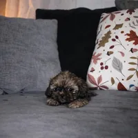 Canela, a female Shih Tzu for sale in Orlando, FL – Photo 3 of 5