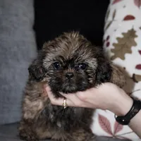 Canela, a female Shih Tzu for sale in Orlando, FL – Photo 2 of 5