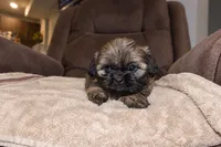 Candie, a female Shih Tzu for sale in Orlando, FL – 4 of 4