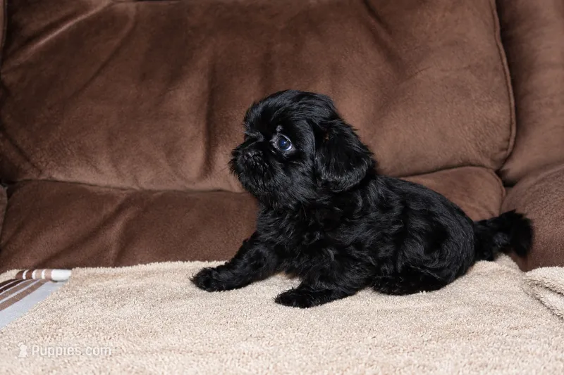 Pup – Shih Tzu puppy for sale in Hialeah, FL