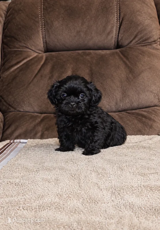 Bella – Shih Tzu puppy for sale in Miami, FL