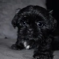 Blackie, a male Shih Tzu for sale in Orlando, FL – Photo 2 of 3