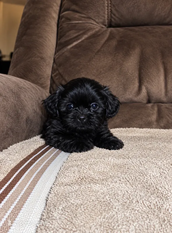 Blackie – Shih Tzu puppy for sale in Orlando, FL