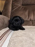Blackie, a female Shih Tzu for sale in Orlando, FL – 1 of 1