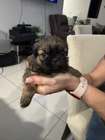 Honey, a female Shih Tzu for sale in Miami, FL – 1 of 2