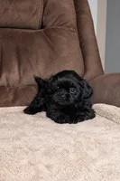Pipo, a male Shih Tzu for sale in Miami, FL – 1 of 2