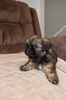 Candie, a female Shih Tzu for sale in Orlando, FL – 3 of 4