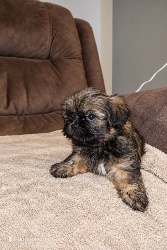 Canela – Shih Tzu puppy for sale in Hialeah, FL