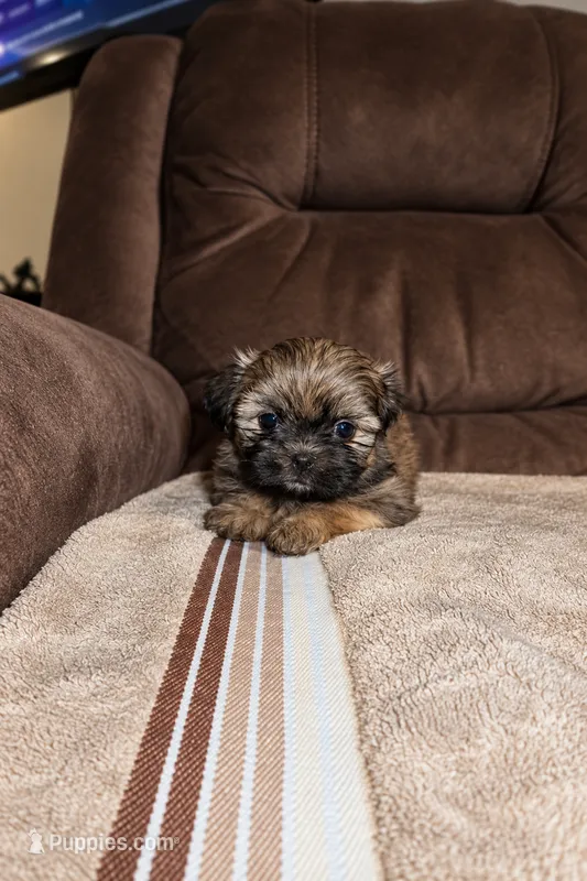 Candie – Shih Tzu puppy for sale in Orlando, FL