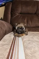 Candie, a female Shih Tzu for sale in Orlando, FL – 1 of 4