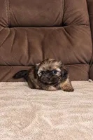 Candie, a female Shih Tzu for sale in Orlando, FL – 2 of 4