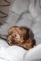 Choco, a male Shih Tzu for sale in Homestead, FL – 3 of 6