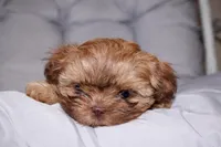 Choco, a male Shih Tzu for sale in Homestead, FL – 6 of 6