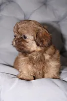 Choco, a male Shih Tzu for sale in Homestead, FL – 2 of 6