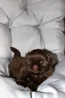 Choco, a female Shih Tzu for sale in Orlando, FL – Photo 3 of 4