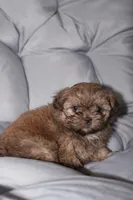 Choco, a male Shih Tzu for sale in Homestead, FL – 5 of 6