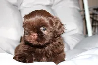 Choco, a female Shih Tzu for sale in Orlando, FL – Photo 2 of 4