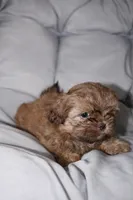 Choco, a male Shih Tzu for sale in Homestead, FL – 4 of 6
