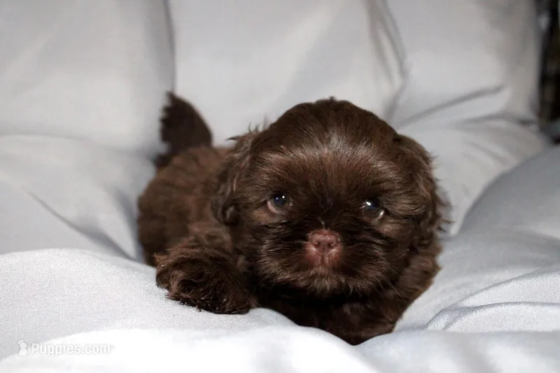 Choco, a female Shih Tzu for sale in Orlando, FL – Photo 1 of 4