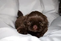 Choco, a female Shih Tzu for sale in Orlando, FL – Photo 1 of 4