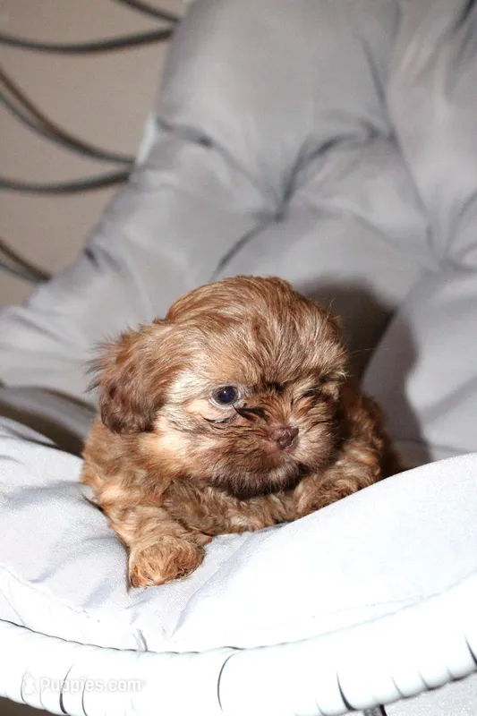 Choco – Shih Tzu puppy for sale in Homestead, FL