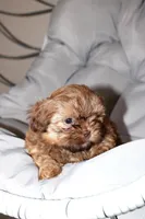 Choco, a male Shih Tzu for sale in Homestead, FL – 1 of 6