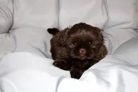 Choco, a female Shih Tzu for sale in Orlando, FL – Photo 4 of 4