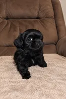Pup, a male Shih Tzu for sale in Hialeah, FL – 2 of 2