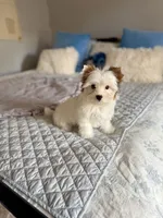 Boris , a male Yorkshire Terrier for sale in Danville, CA – 5 of 8
