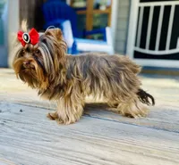 Hot chocolate , a male Yorkshire Terrier for sale in Danville, CA – 6 of 10