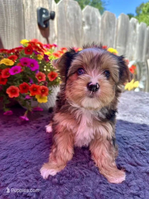 Aspen – Yorkshire Terrier puppy for sale in Danville, CA